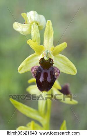 Stock Image - "Early Spider Orchid (Ophrys sphegodes), Darscho-Lacke, Seewinkel, Apetlon, Burgenland, Austria, Europe". Fotosearch