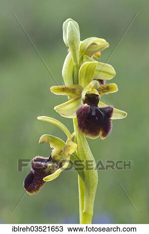 Stock Image - "Early Spider Orchid (Ophrys sphegodes), Darscho-Lacke, Seewinkel, Apetlon, Burgenland, Austria, Europe". Fotosearch