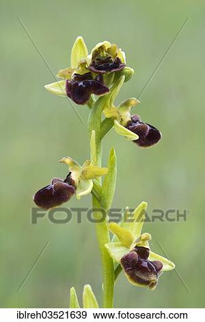Stock Photo - "Early Spider Orchid (Ophrys sphegodes), Darscho-Lacke, Seewinkel, Apetlon, Burgenland, Austria, Europe". Fotosearch