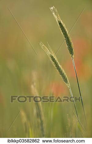 "Ears of Wheat (Triticum sp. ), Saxony, Germany, Europe" View Large Photo Image Stock Image - "Ears of Wheat (Triticum sp. ), Saxony, Germany, Europe". Fotosearch