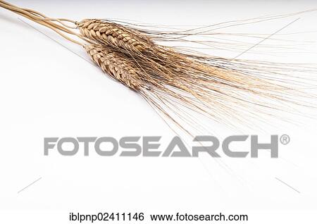 Ears of wheat (Triticum spp. ) cultivar Centuria View Large Photo Image Stock Photograph - Ears of wheat (Triticum spp. ) cultivar Centuria. Fotosearch