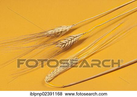 Ears of wheat (Triticum spp. ) View Large Photo Image Stock Photo - Ears of wheat (Triticum spp. ). Fotosearch