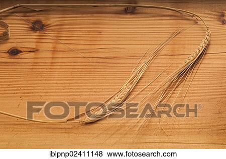 Stock Photo - Ears of wheat (Triticum spp. ). Fotosearch