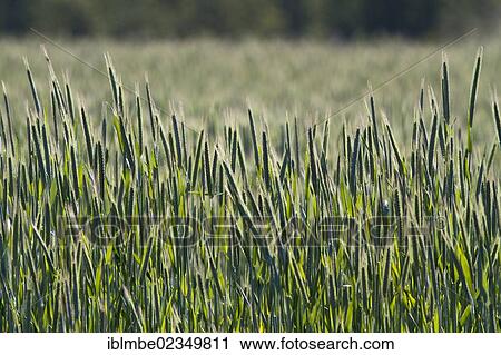 "Ears of Wheat (Triticum), wheat field in Havelland, Brandenburg, Germany, Europe" View Large Photo Image Stock Image - "Ears of Wheat (Triticum), wheat field in Havelland, Brandenburg, Germany, Europe". Fotosearch