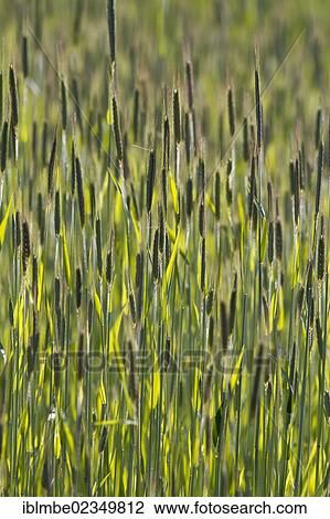 "Ears of Wheat (Triticum), wheat field in Havelland, Brandenburg, Germany, Europe" View Large Photo Image Stock Image - "Ears of Wheat (Triticum), wheat field in Havelland, Brandenburg, Germany, Europe". Fotosearch