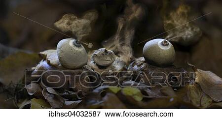 Earth Stars (Geastrum triplex) View Large Photo Image Stock Photo - Earth Stars (Geastrum triplex). Fotosearch