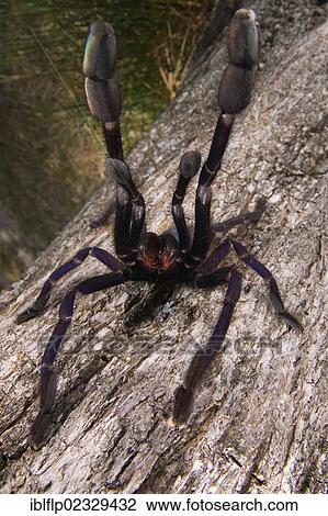 Stock Image - "Earth Tiger (Cyriopagopus sp. ), adult female, in defensive posture, Malaysia, Southeast Asia, Asia". Fotosearch