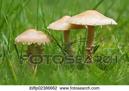 "Earthy Powdercap (Cystoderma amianthinum), fruiting bodies, growing amongst grass, Clumber Park, Nottinghamshire, England, United Kingdom, Europe" View Large Photo Image Stock Image - "Earthy Powdercap (Cystoderma amianthinum), fruiting bodies, growing amongst grass, Clumber Park, Nottinghamshire, England, United Kingdom, Europe". Fotosearch