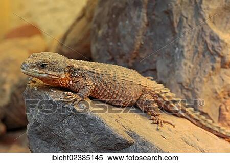 Stock Photography - "East African Spiny-tailed Lizard, Dwarf Sungazer or Tropical Girdled Lizard (Cordylus tropidosternum), native to Africa, in captivity, Germany, Europe". Fotosearch