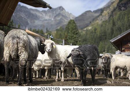 "East Tyrolean mountain sheep at the Hofalm returning from high alpine summer pastures, Debanttal Valley, Tyrol, Austria, Europe" View Large Photo Image Stock Photo - "East Tyrolean mountain sheep at the Hofalm returning from high alpine summer pastures, Debanttal Valley, Tyrol, Austria, Europe". Fotosearch