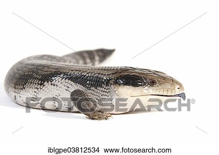 Eastern Blue-tongued Lizard (Tiliqua scincoides scincoides) View Large Photo Image Picture - Eastern Blue-tongued Lizard (Tiliqua scincoides scincoides). Fotosearch