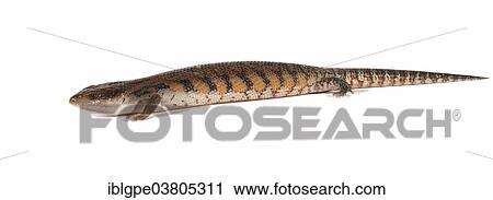 Stock Image - Eastern Blue-tongued Lizard (Tiliqua scincoides scincoides). Fotosearch