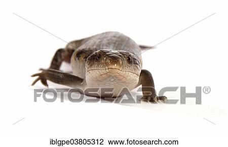 Stock Image - Eastern Blue-tongued Lizard (Tiliqua scincoides scincoides). Fotosearch