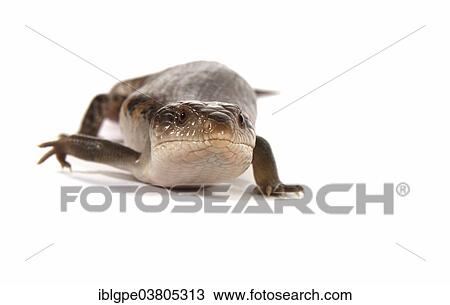 Eastern Blue-tongued Lizard (Tiliqua scincoides scincoides) View Large Photo Image Stock Image - Eastern Blue-tongued Lizard (Tiliqua scincoides scincoides). Fotosearch