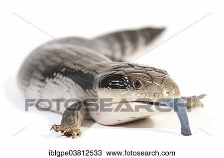 Stock Image - Eastern Blue-tongued Lizard (Tiliqua scincoides scincoides). Fotosearch