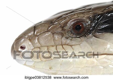 Eastern Blue-tongued Lizard (Tiliqua scincoides scincoides) View Large Photo Image Stock Photo - Eastern Blue-tongued Lizard (Tiliqua scincoides scincoides). Fotosearch