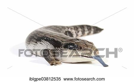 Stock Photography - Eastern Blue-tongued Lizard (Tiliqua scincoides scincoides). Fotosearch