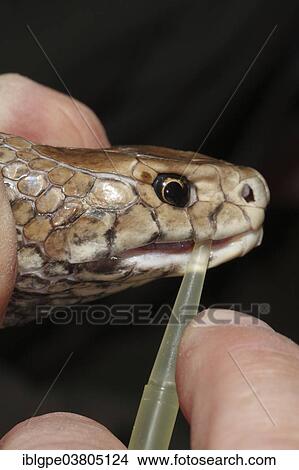 Picture - Eastern Brown Snake (Pseudonaja textilis) being milked for venom. Fotosearch