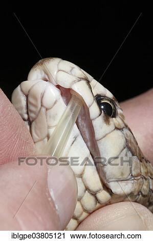Eastern Brown Snake (Pseudonaja textilis) being milked for venom View Large Photo Image Stock Image - Eastern Brown Snake (Pseudonaja textilis) being milked for venom. Fotosearch