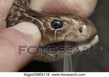 Stock Photo - Eastern Brown Snake (Pseudonaja textilis) being milked for venom. Fotosearch
