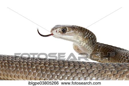 Stock Photograph - Eastern Brown Snake (Pseudonaja textilis). Fotosearch