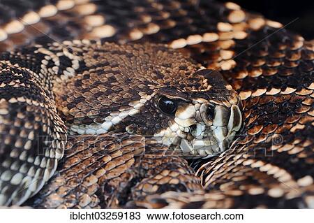 Stock Image - "Eastern Diamond-backed Rattlesnake (Crotalus adamanteus), portrait, Florida, United States, North America". Fotosearch