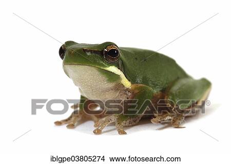 Eastern Dwarf Tree Frog (Litoria fallax) View Large Photo Image Picture - Eastern Dwarf Tree Frog (Litoria fallax). Fotosearch