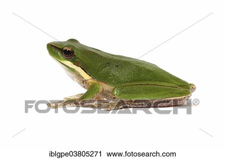 Eastern Dwarf Tree Frog (Litoria fallax) View Large Photo Image Stock Image - Eastern Dwarf Tree Frog (Litoria fallax). Fotosearch