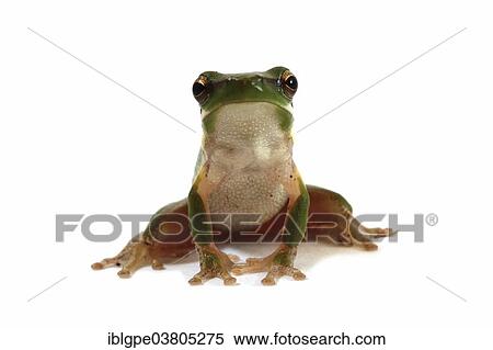 Eastern Dwarf Tree Frog (Litoria fallax) View Large Photo Image Stock Photography - Eastern Dwarf Tree Frog (Litoria fallax). Fotosearch