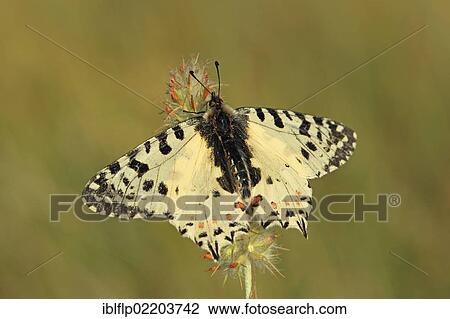 "Eastern Festoon (Zerynthia cerisy), adult, resting on flowerhead, Lesvos, Greece, Europe" View Large Photo Image Stock Image - "Eastern Festoon (Zerynthia cerisy), adult, resting on flowerhead, Lesvos, Greece, Europe". Fotosearch