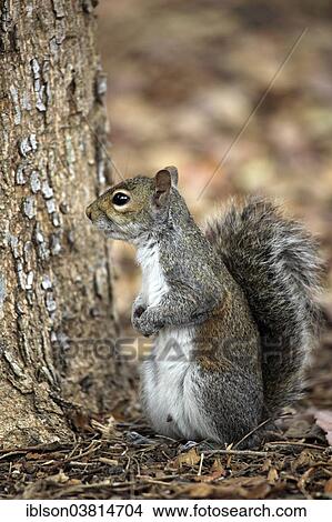 "Eastern gray squirrel (Sciurus carolinensis), adult, Florida, USA" View Large Photo Image Picture - "Eastern gray squirrel (Sciurus carolinensis), adult, Florida, USA". Fotosearch