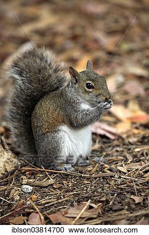 "Eastern gray squirrel (Sciurus carolinensis), adult, feeding, Florida, USA" View Large Photo Image Stock Image - "Eastern gray squirrel (Sciurus carolinensis), adult, feeding, Florida, USA". Fotosearch
