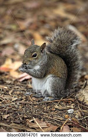 "Eastern gray squirrel (Sciurus carolinensis), adult, feeding, Florida, USA" View Large Photo Image Stock Image - "Eastern gray squirrel (Sciurus carolinensis), adult, feeding, Florida, USA". Fotosearch