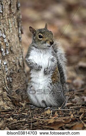 "Eastern gray squirrel (Sciurus carolinensis), adult, Florida, USA" View Large Photo Image Stock Image - "Eastern gray squirrel (Sciurus carolinensis), adult, Florida, USA". Fotosearch