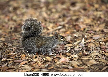 "Eastern gray squirrel (Sciurus carolinensis), adult, Florida, USA" View Large Photo Image Stock Photo - "Eastern gray squirrel (Sciurus carolinensis), adult, Florida, USA". Fotosearch