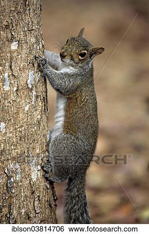 "Eastern gray squirrel (Sciurus carolinensis), adult, climbs tree, Florida, USA" View Large Photo Image Stock Photograph - "Eastern gray squirrel (Sciurus carolinensis), adult, climbs tree, Florida, USA". Fotosearch