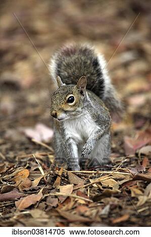 "Eastern gray squirrel (Sciurus carolinensis), adult, Florida, USA" View Large Photo Image Stock Photography - "Eastern gray squirrel (Sciurus carolinensis), adult, Florida, USA". Fotosearch