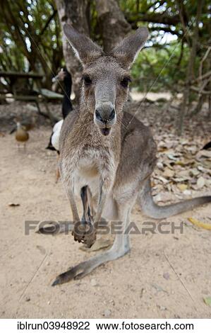 "Eastern Grey Kangaroo (Macropus giganteus), Townsville, Queensland, Australia, Oceania" View Large Photo Image Stock Image - "Eastern Grey Kangaroo (Macropus giganteus), Townsville, Queensland, Australia, Oceania". Fotosearch