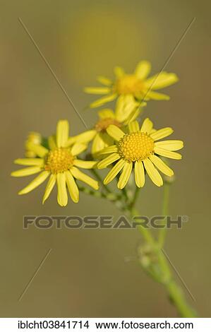 "Eastern Groundsel (Senecio vernalis), flowers, North Rhine-Westphalia, Germany, Europe" View Large Photo Image Picture - "Eastern Groundsel (Senecio vernalis), flowers, North Rhine-Westphalia, Germany, Europe". Fotosearch