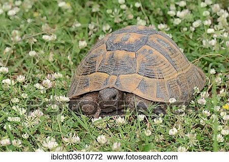 "Eastern Hermann's Tortoise (Testudo hermanni boettgeri), Central Macedonia, Greece, Europe" View Large Photo Image Stock Image - "Eastern Hermann's Tortoise (Testudo hermanni boettgeri), Central Macedonia, Greece, Europe". Fotosearch
