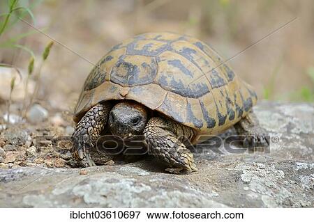 Stock Photo - "Eastern Hermann's Tortoise (Testudo hermanni boettgeri), Central Macedonia, Greece, Europe". Fotosearch