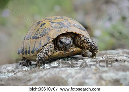 Stock Photo - "Eastern Hermann's Tortoise (Testudo hermanni boettgeri), Central Macedonia, Greece, Europe". Fotosearch