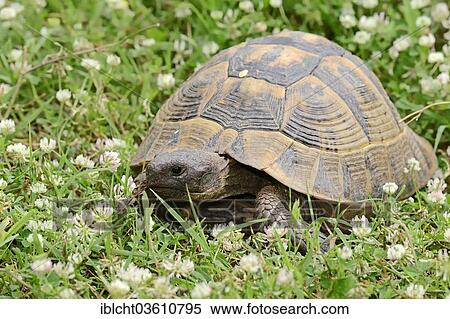 "Eastern Hermann's Tortoise (Testudo hermanni boettgeri), Central Macedonia, Greece, Europe" View Large Photo Image Stock Photography - "Eastern Hermann's Tortoise (Testudo hermanni boettgeri), Central Macedonia, Greece, Europe". Fotosearch
