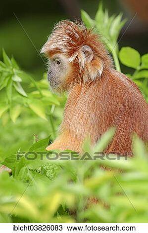 "Eastern Javan Lutung or Spangled Ebony Langur (Trachypithecus auratus auratus), subspecies, native to Java, captive, Germany, Europe" View Large Photo Image Stock Image - "Eastern Javan Lutung or Spangled Ebony Langur (Trachypithecus auratus auratus), subspecies, native to Java, captive, Germany, Europe". Fotosearch