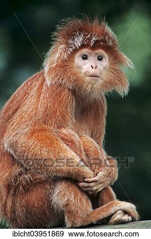 "Eastern Javan lutung or spangled ebony lutung (Trachypithecus auratus auratus), subspecies, native to Java, captive, Germany, Europe" View Large Photo Image Stock Photo - "Eastern Javan lutung or spangled ebony lutung (Trachypithecus auratus auratus), subspecies, native to Java, captive, Germany, Europe". Fotosearch