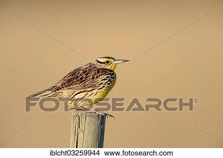 "Eastern Meadowlark (Sturnella magna) perched on a fence post, Florida, United States, North America" View Large Photo Image Picture - "Eastern Meadowlark (Sturnella magna) perched on a fence post, Florida, United States, North America". Fotosearch