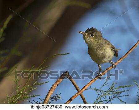 Stock Image - "Eastern Olivaceous Warbler (Hippolais pallida), Lesbos, North Aegean, Greece, Europe". Fotosearch