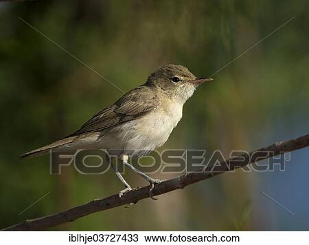 "Eastern Olivaceous Warbler (Hippolais pallida), Lesbos, North Aegean, Greece, Europe" View Large Photo Image Stock Image - "Eastern Olivaceous Warbler (Hippolais pallida), Lesbos, North Aegean, Greece, Europe". Fotosearch