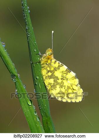 "Eastern Orange-tip (Anthocharis damone), adult, underside, resting on grass, Greece, Europe" View Large Photo Image Stock Photo - "Eastern Orange-tip (Anthocharis damone), adult, underside, resting on grass, Greece, Europe". Fotosearch