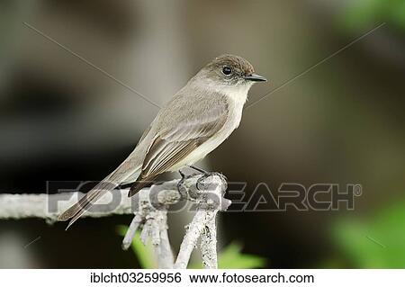 "Eastern Phoebe (Sayornis phoebe), Everglades National Park, Florida, United States, North America" View Large Photo Image Stock Photograph - "Eastern Phoebe (Sayornis phoebe), Everglades National Park, Florida, United States, North America". Fotosearch